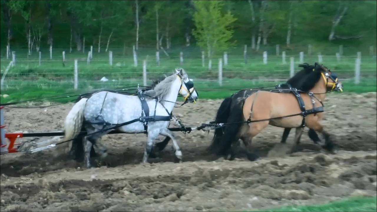 A Day In The Hayfields